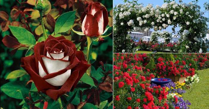 What decor style uses roses